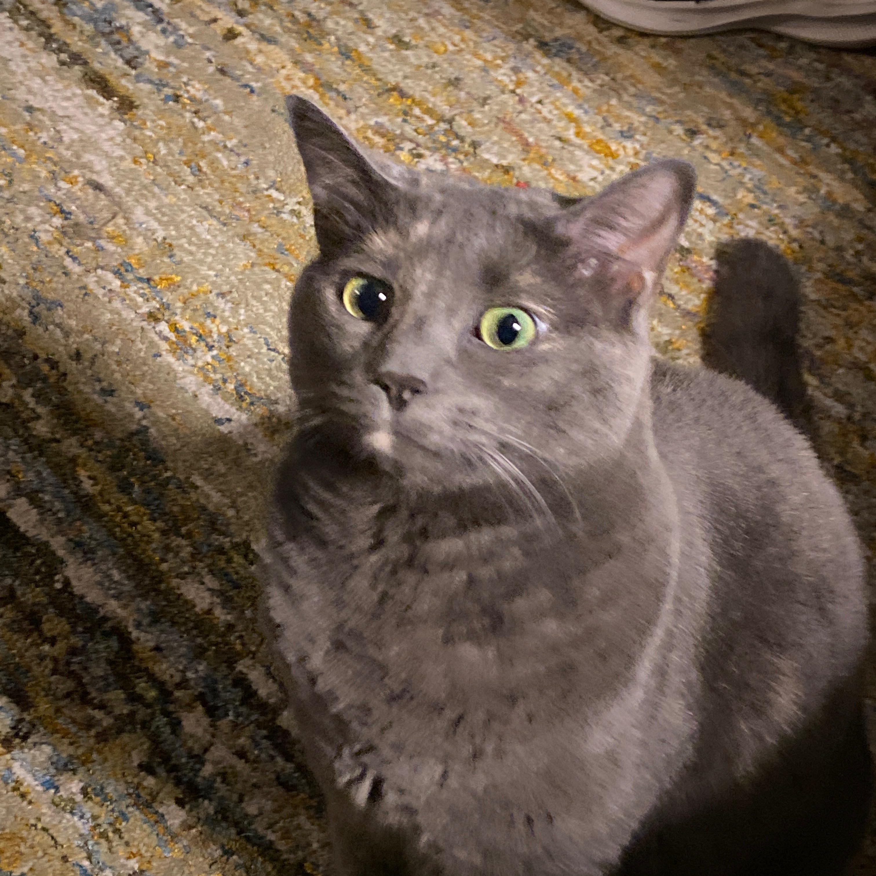 Enlarge Scarlet, a ADOPTABLE Domestic Short Hair in Simpsonville, SC image 2/5