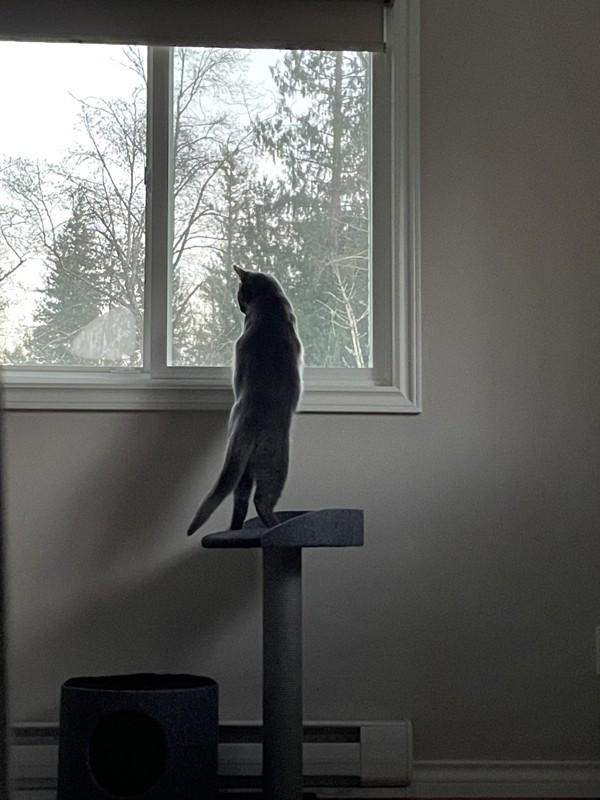 Griswald, Adoptable, Young Male Domestic Short Hair.