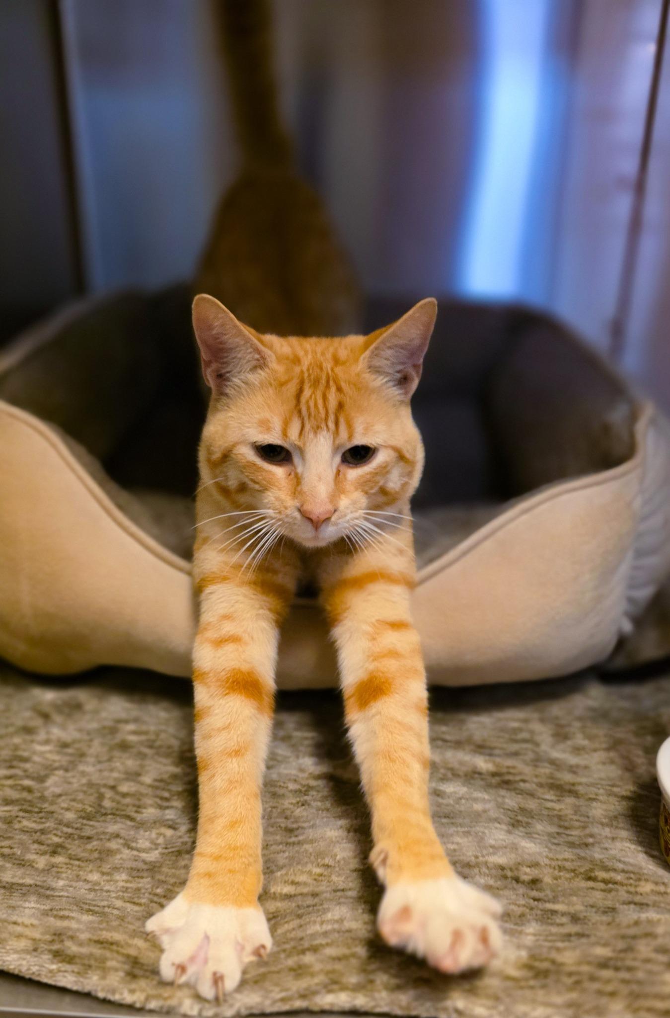 Butternut, Adopted, Young Male Domestic Short Hair.