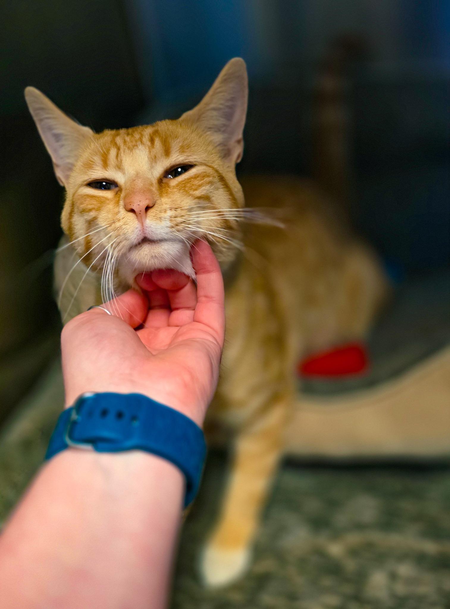 Enlarge Butternut, a Adopted Domestic Short Hair in Sterling Heights, MI image 2/4