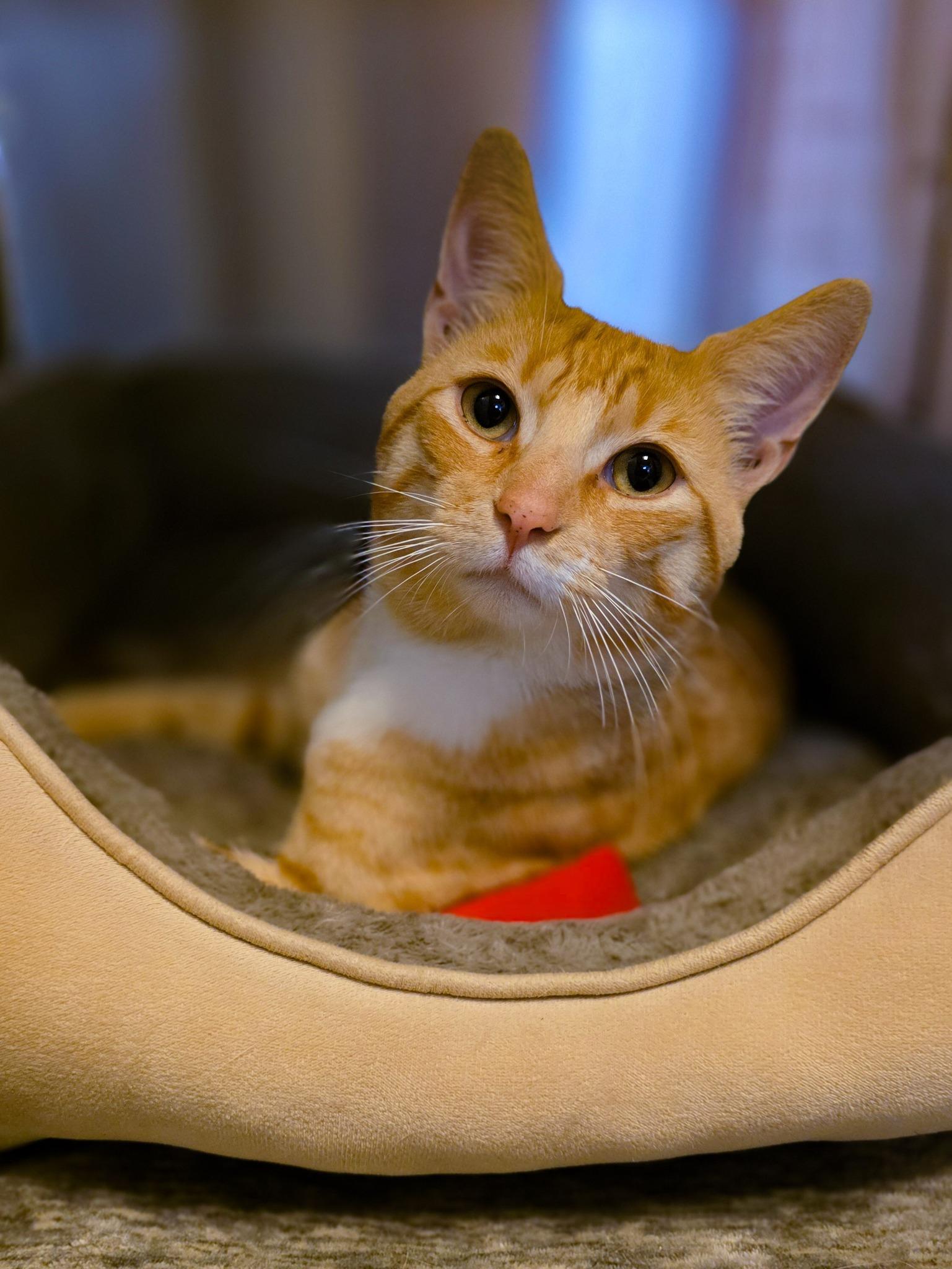 Enlarge Butternut, a Adopted Domestic Short Hair in Sterling Heights, MI image 3/4