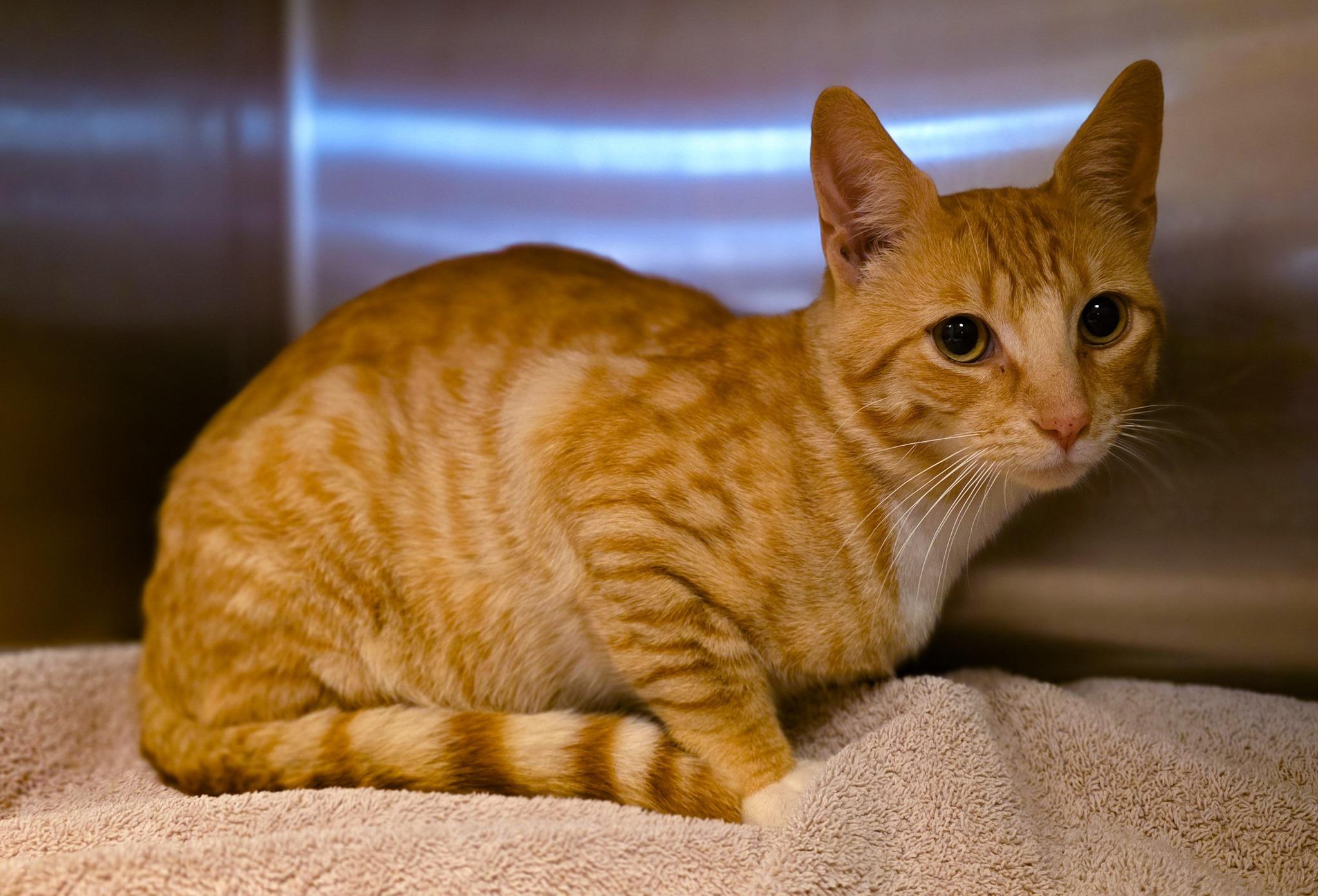 Enlarge Butternut, a Adopted Domestic Short Hair in Sterling Heights, MI image 4/4