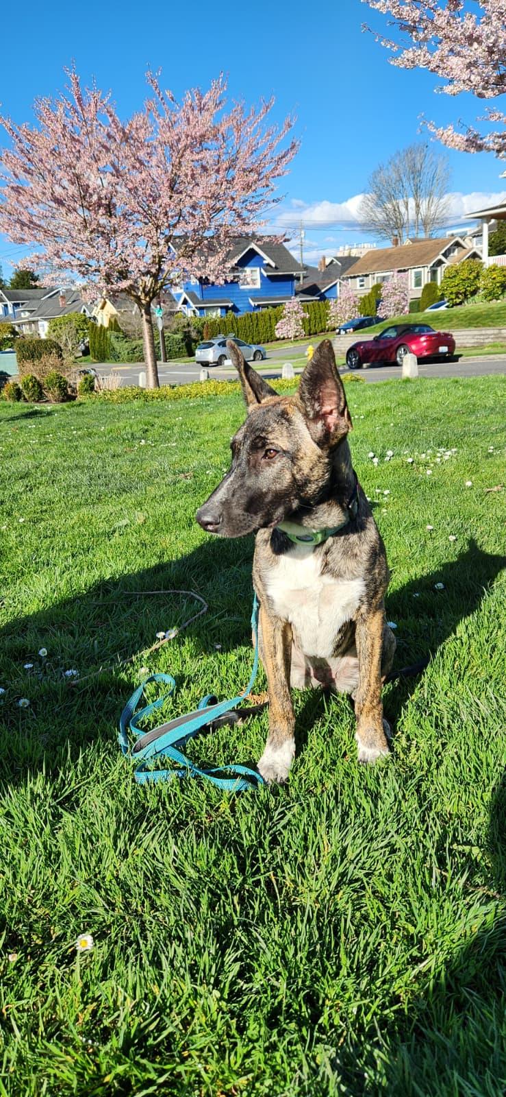 Enlarge Peanut , an adopted mixed breed in Shoreline, WA image 4/6