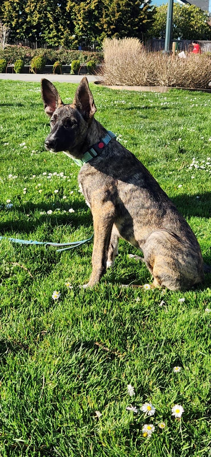 Enlarge Peanut , an adopted mixed breed in Shoreline, WA image 2/6