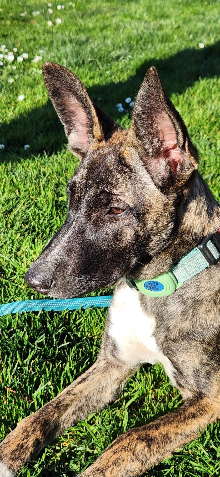 Enlarge Peanut , an adopted mixed breed in Shoreline, WA image 3/6