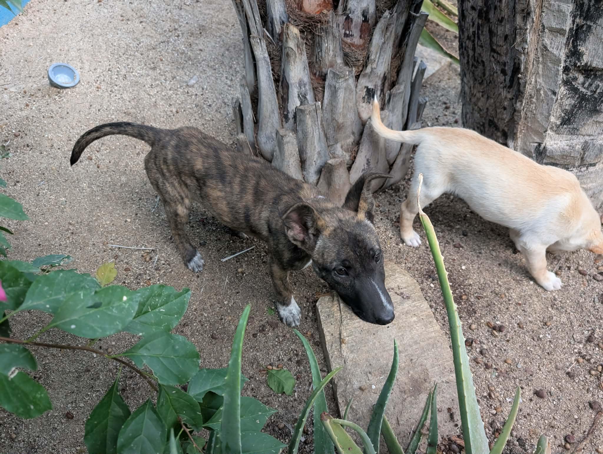 Peanut , a ADOPTABLE mixed breed in Shoreline, WA image 2/6