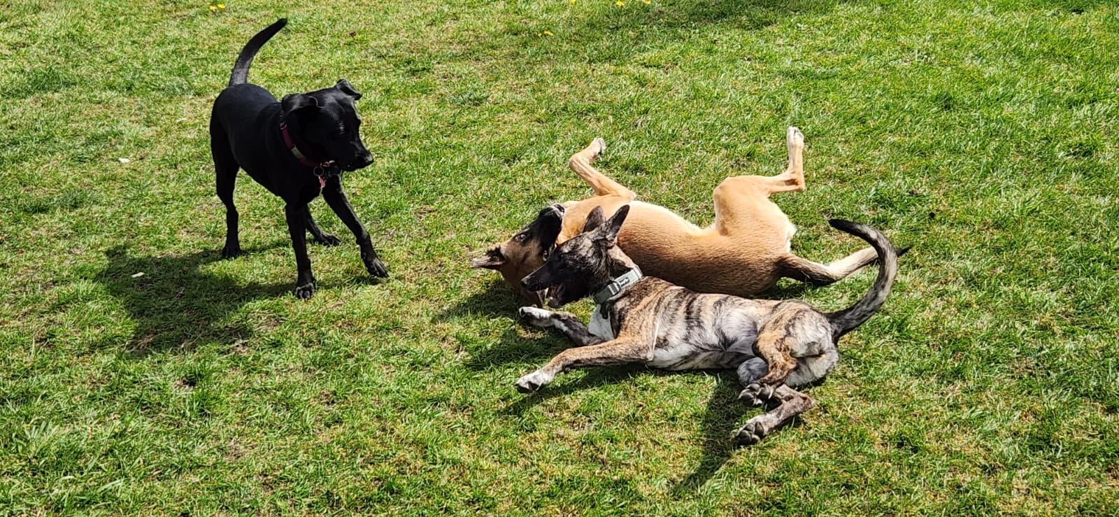 Enlarge Peanut , an adopted mixed breed in Shoreline, WA image 6/6