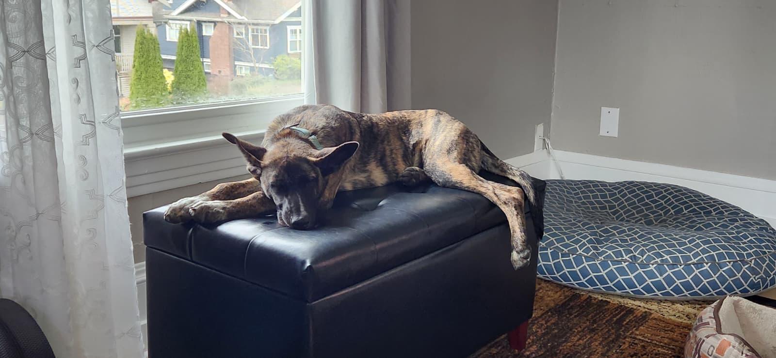 Enlarge Peanut , an adopted mixed breed in Shoreline, WA image 5/6