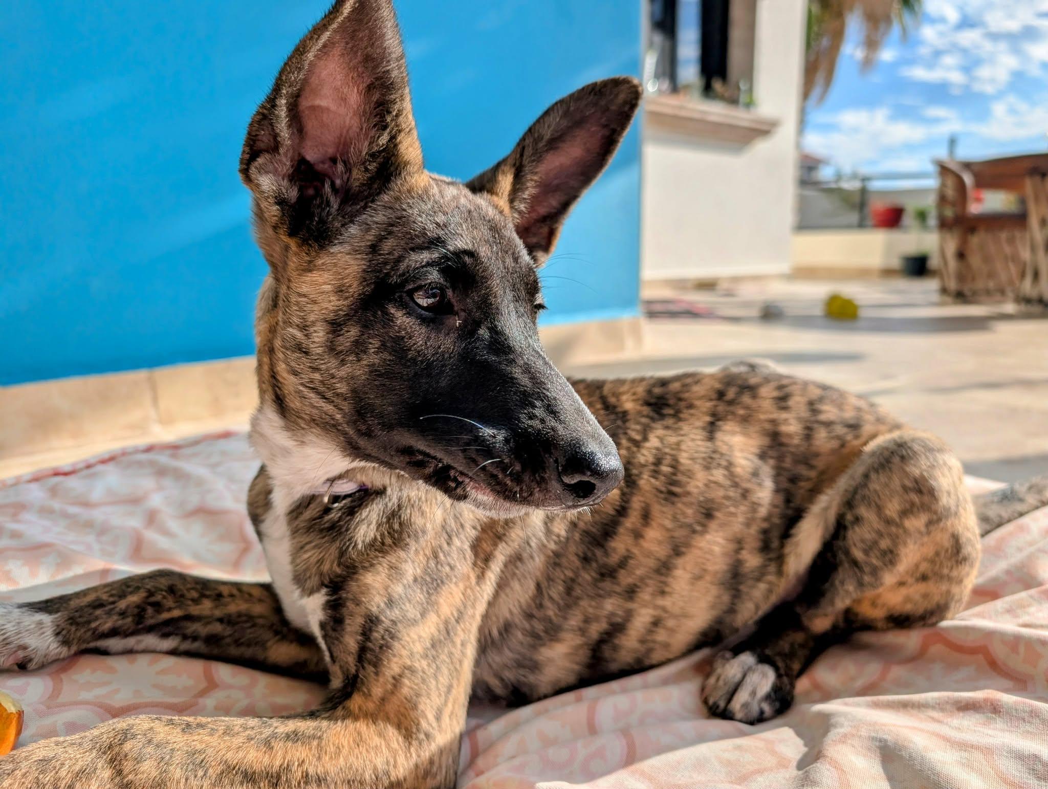 Peanut , a ADOPTABLE mixed breed in Shoreline, WA image 1/6