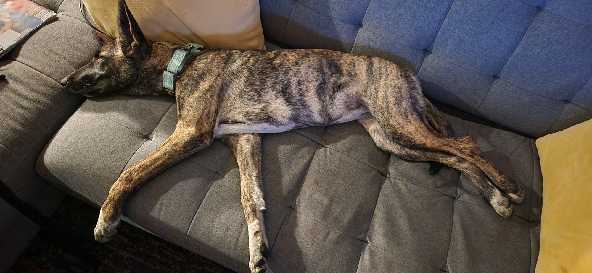 Enlarge Peanut , an adopted mixed breed in Shoreline, WA image 1/6