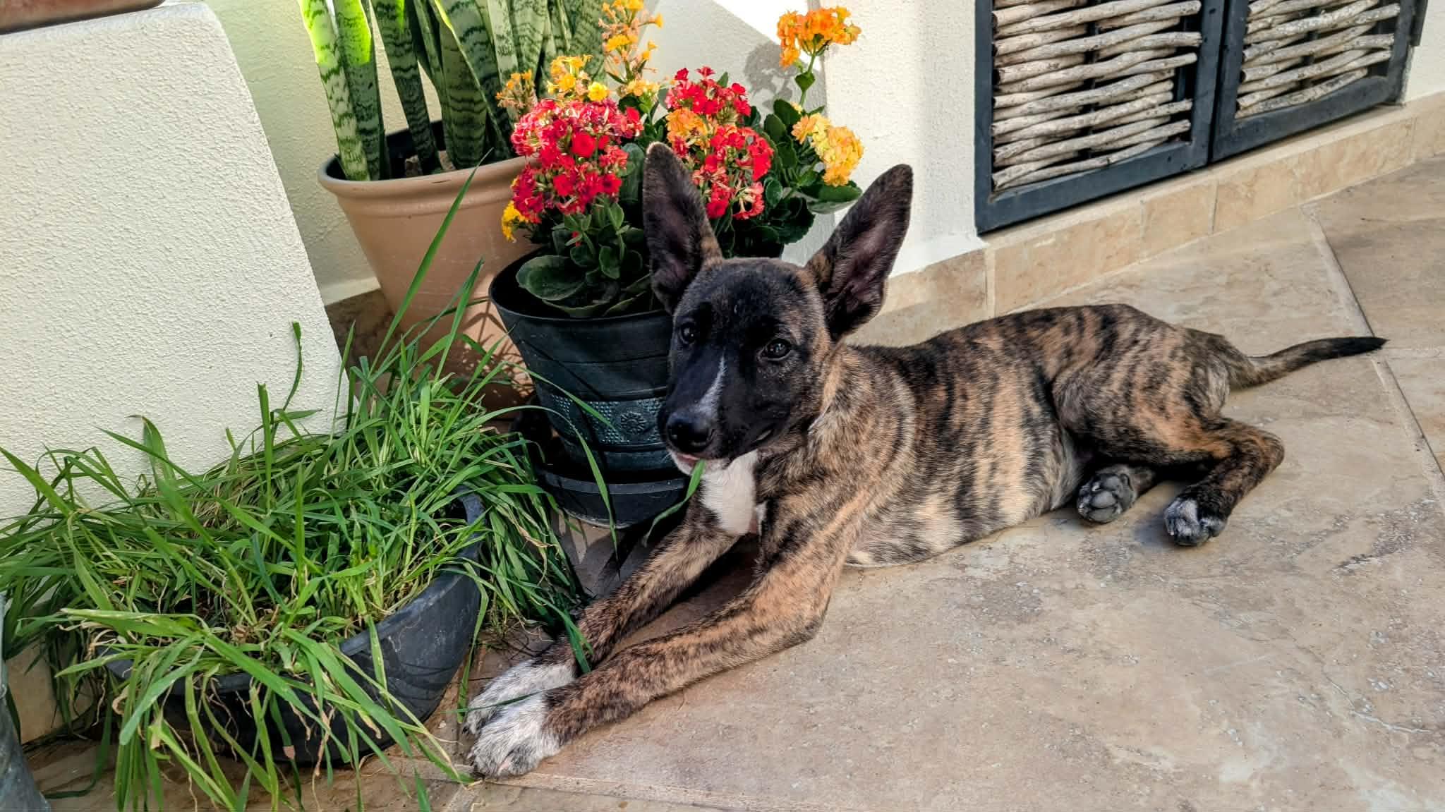 Peanut , a ADOPTABLE mixed breed in Shoreline, WA image 4/6