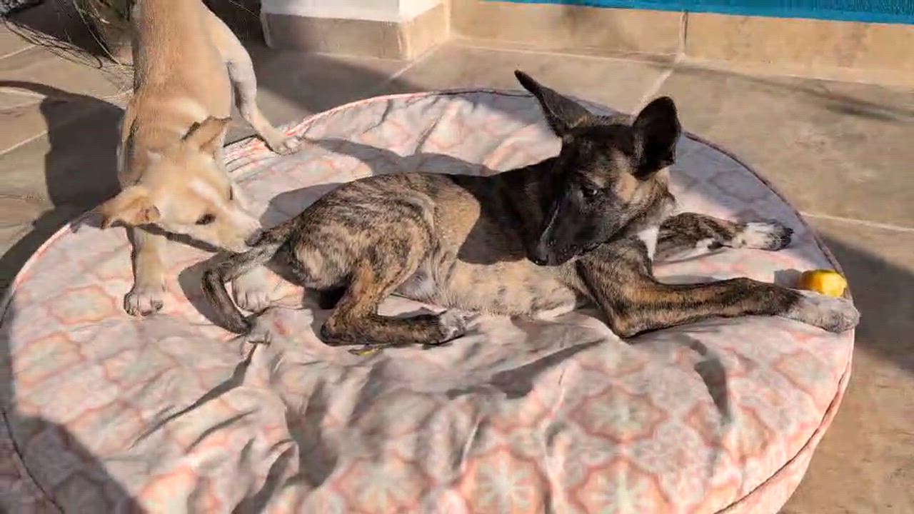 Enlarge Peanut , a ADOPTABLE mixed breed in Shoreline, WA video 6/6