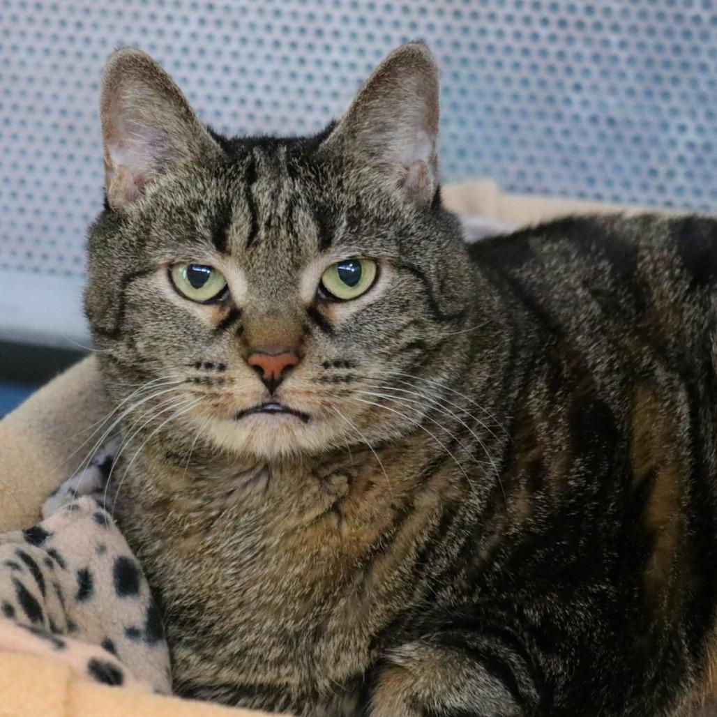 Momma, Adoptable, Senior Female Domestic Short Hair.