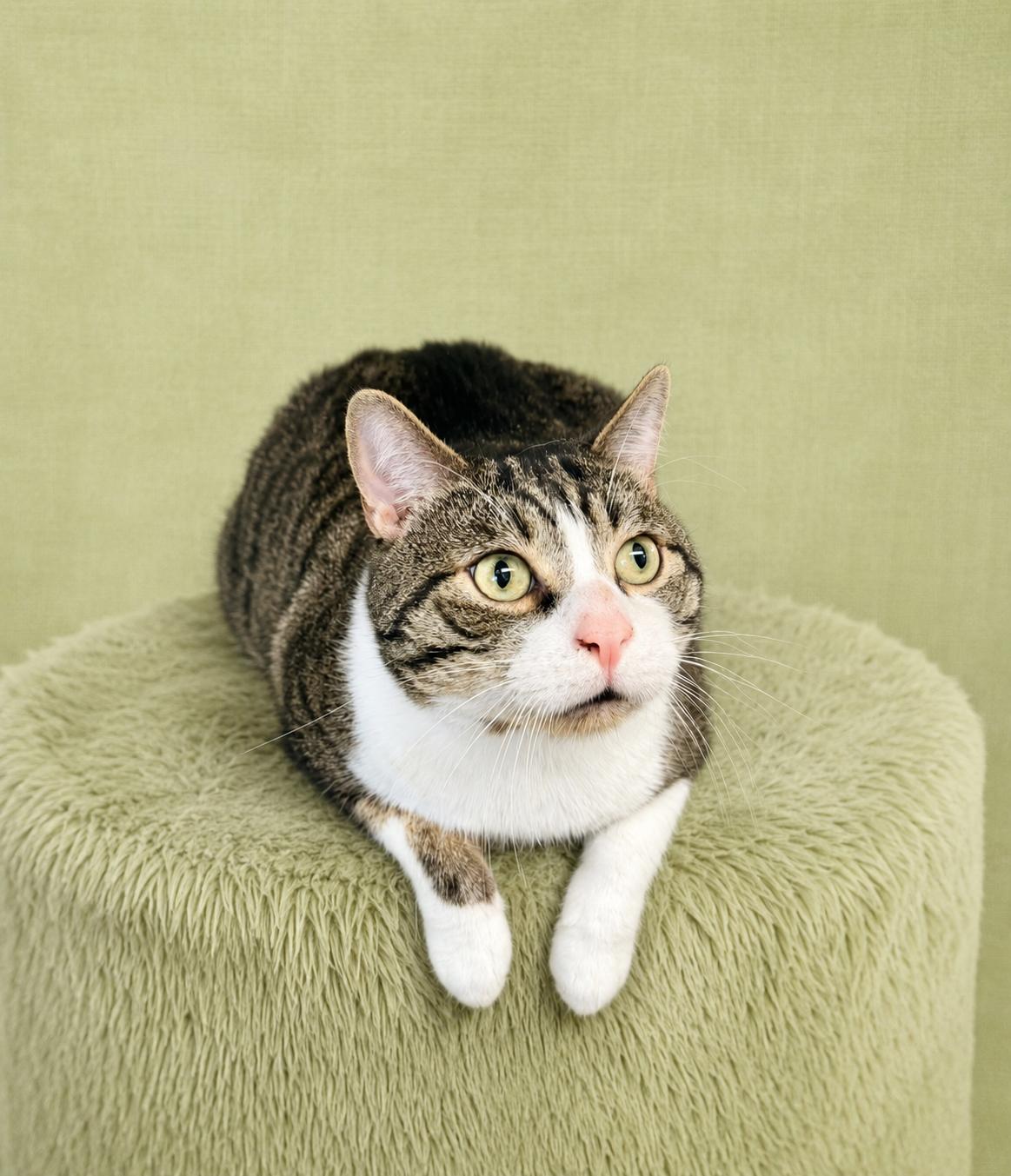 Enlarge Wiley (FCID# 01/24/2025 - 101) Willow Grove, a Adoptable Domestic Short Hair in Greenville, DE image 1/3