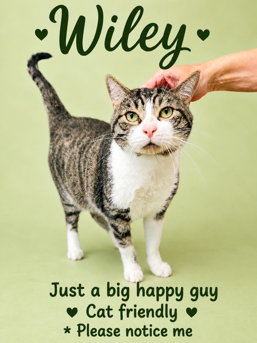 Enlarge Wiley (FCID# 01/24/2025 - 101) Willow Grove, a Adoptable Domestic Short Hair in Greenville, DE image 2/3
