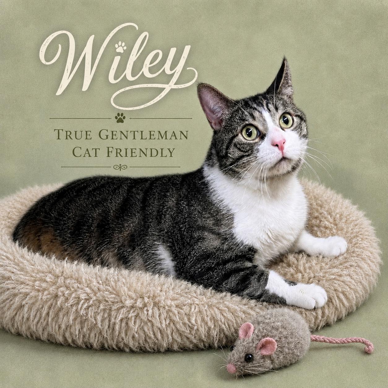 Wiley (FCID# 01/24/2025 - 101) Willow Grove, Adoptable, Adult Male Domestic Short Hair.