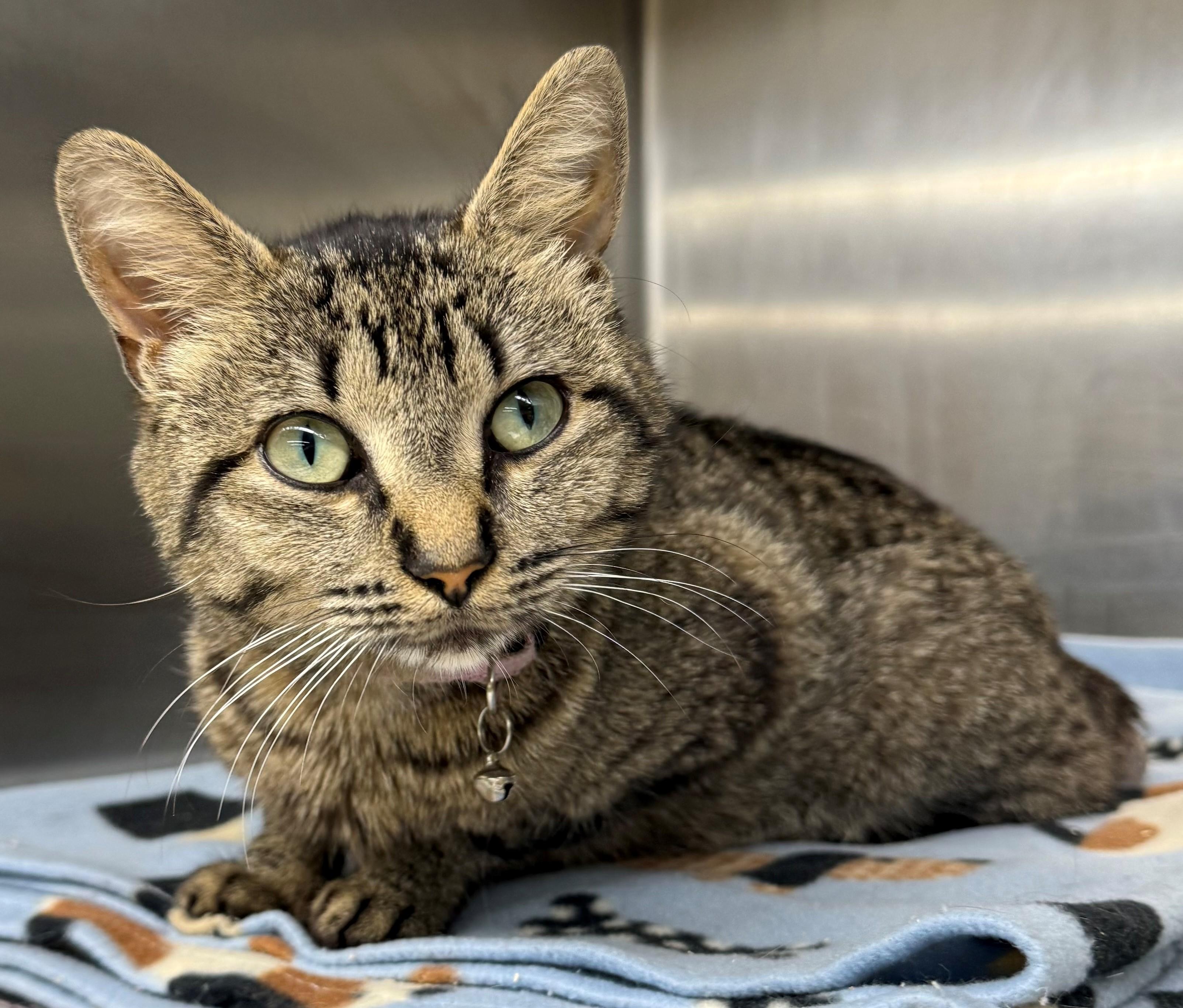 Enlarge Mulan, a ADOPTABLE Domestic Short Hair in Edison, NJ image 1/1