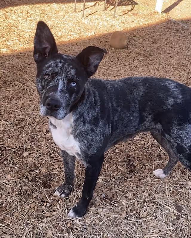 Birdie, a ADOPTABLE mixed breed in Huntsville, AL image 2/2