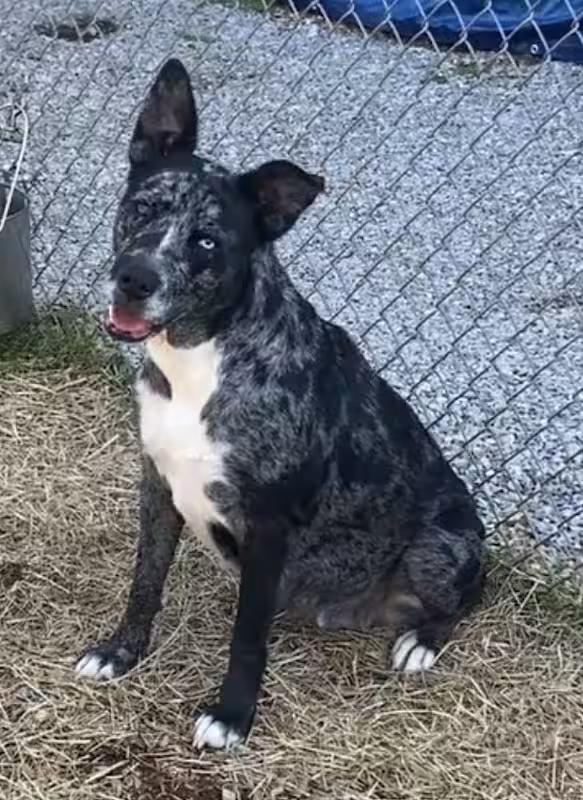Birdie, ADOPTABLE, Young Female Catahoula Leopard Dog & Australian Cattle Dog / Blue Heeler.