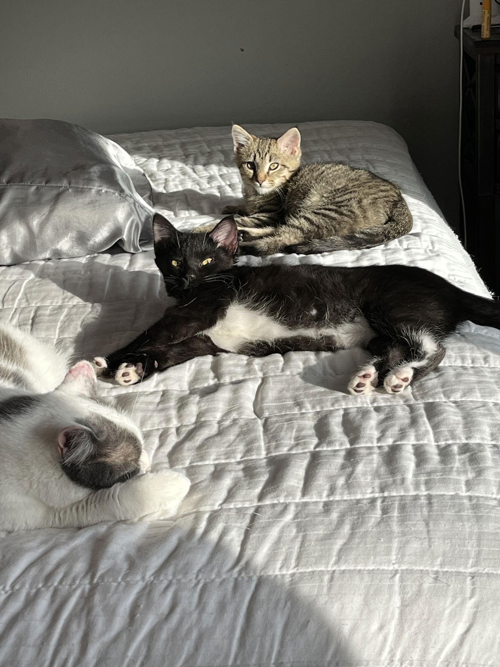 Skunk — thumbnail 2