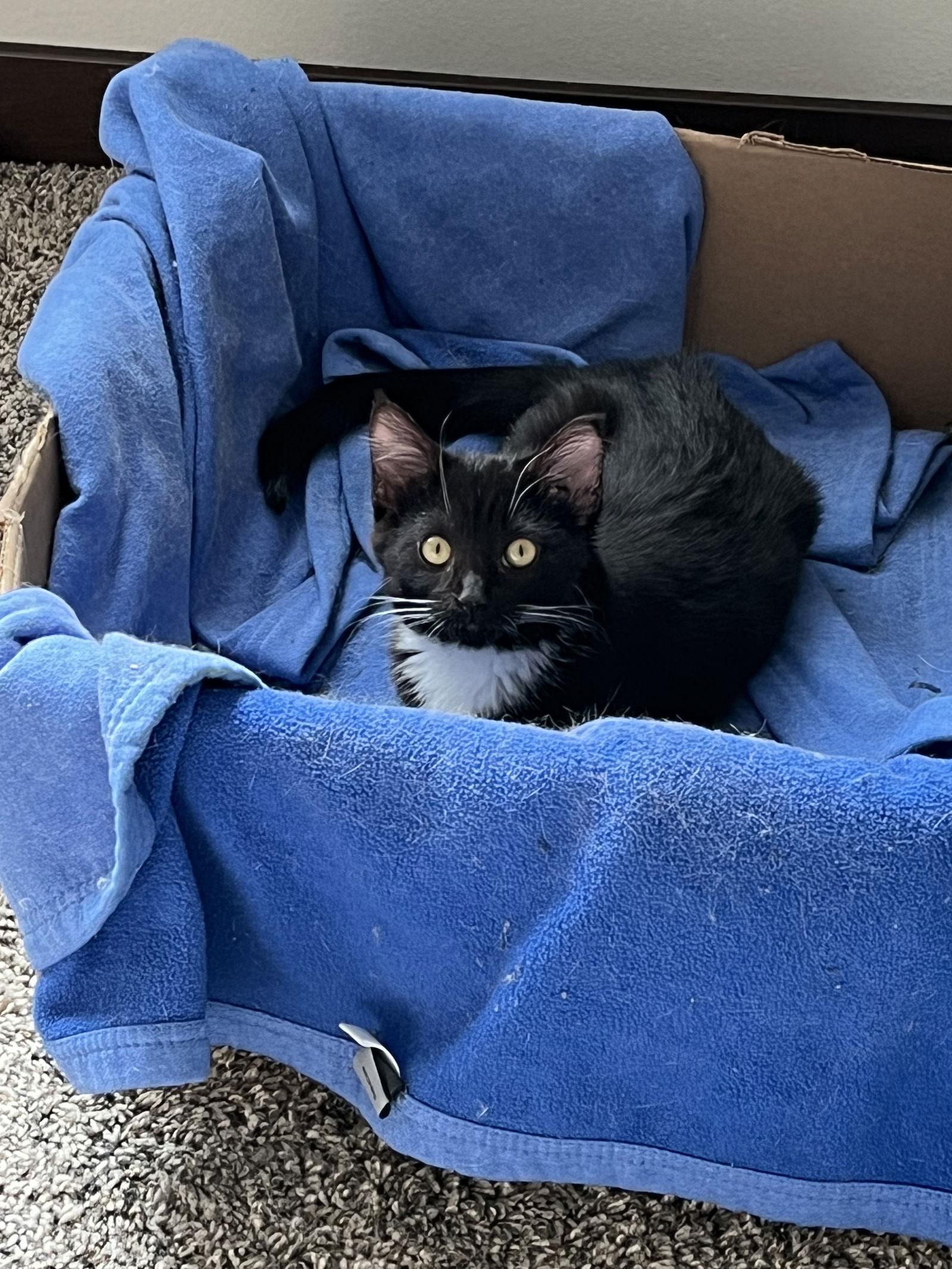 Skunk — thumbnail 3