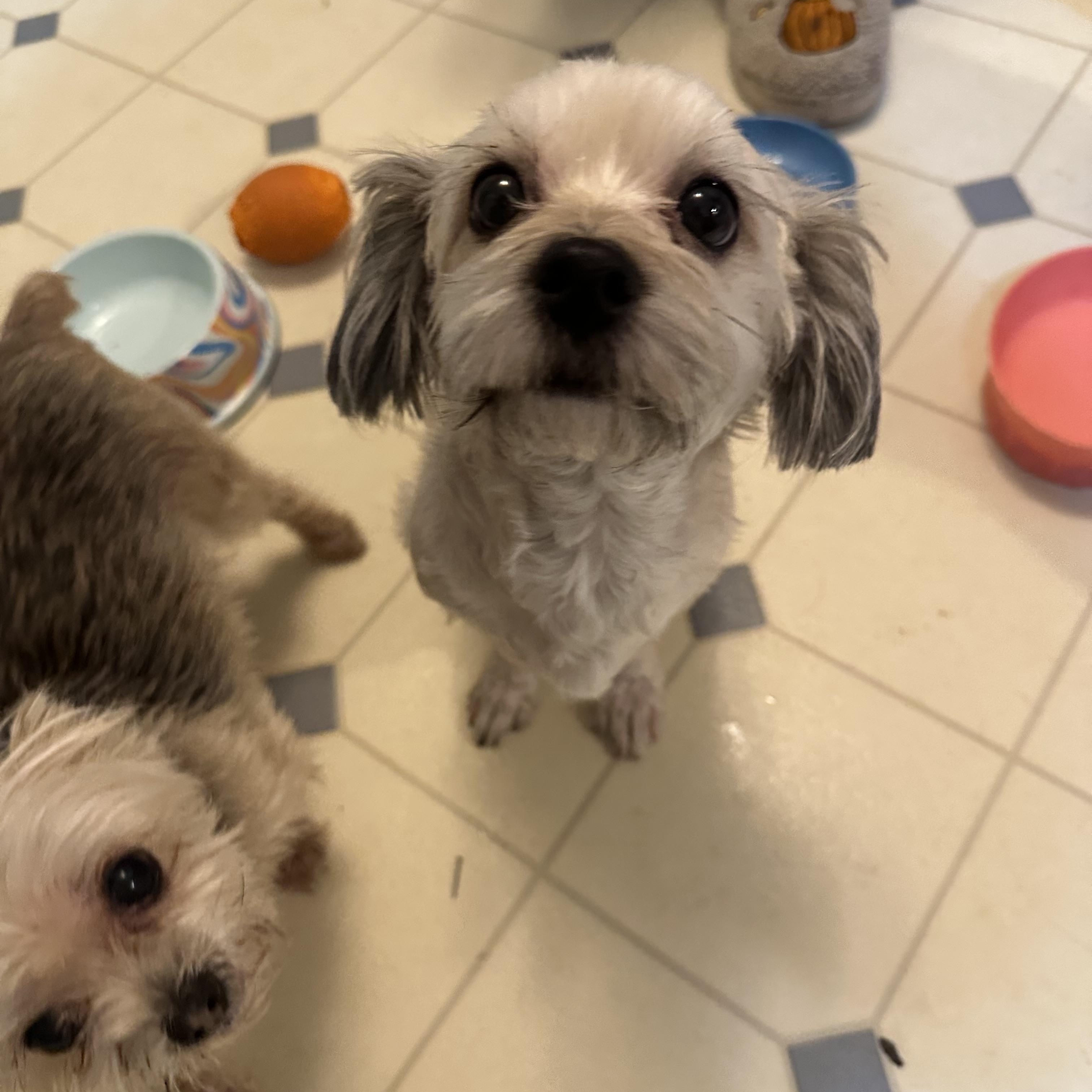 Buddy! Cute Little Best thumbnail 2