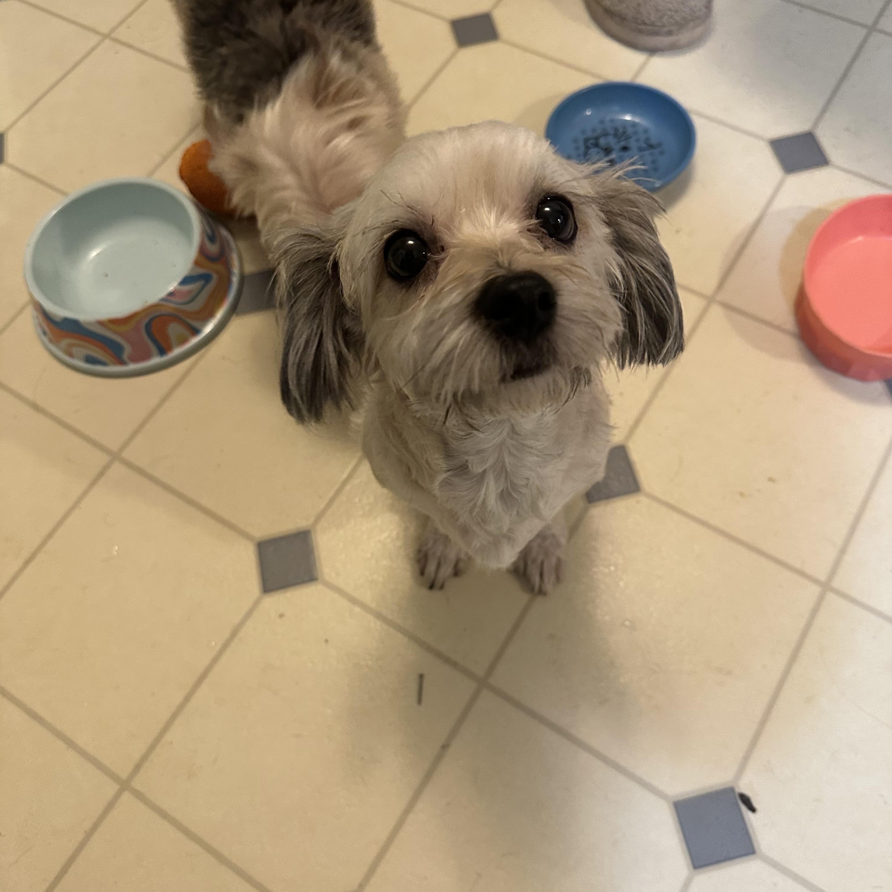 Buddy! Cute Little Best thumbnail 3