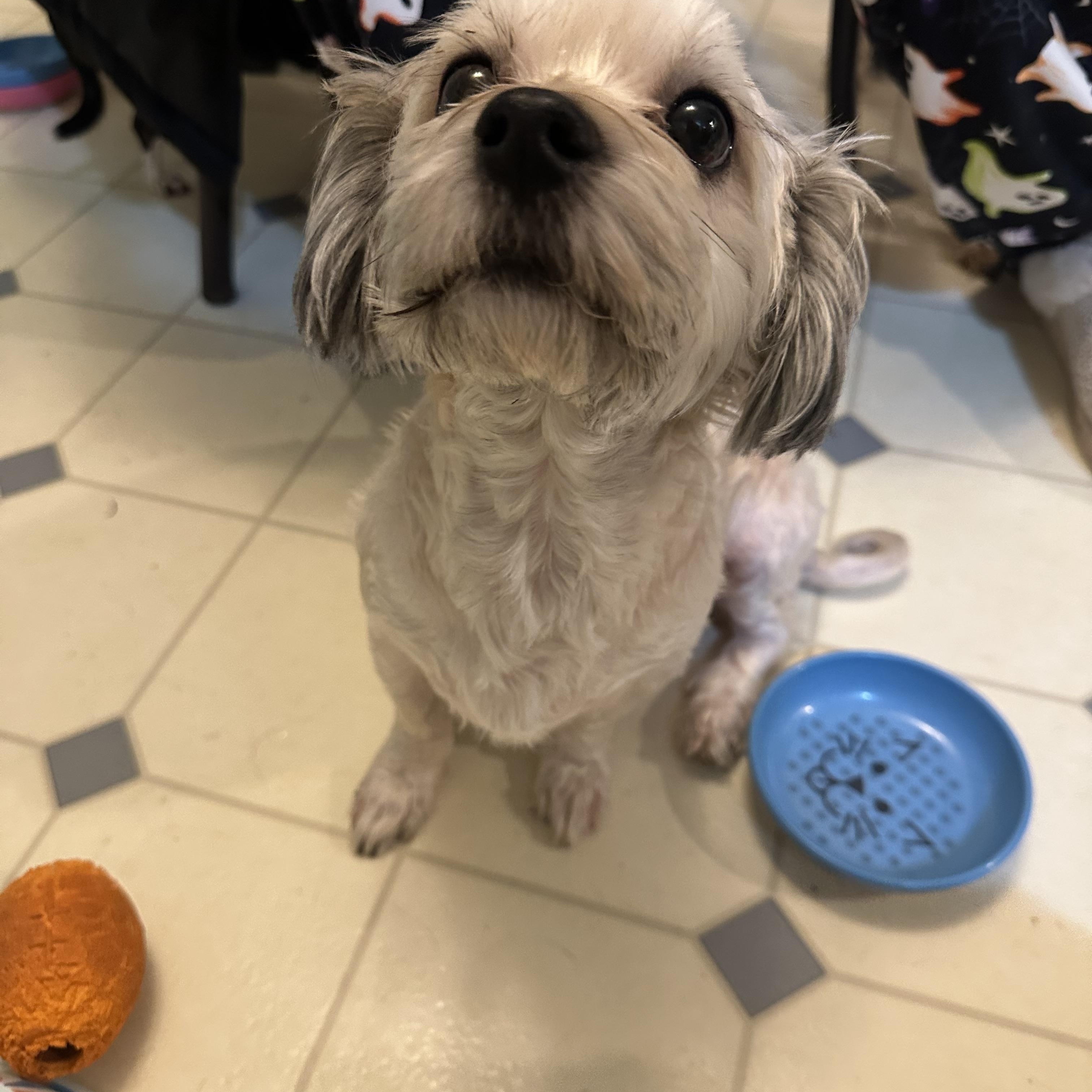 Buddy! Cute Little Best thumbnail 4