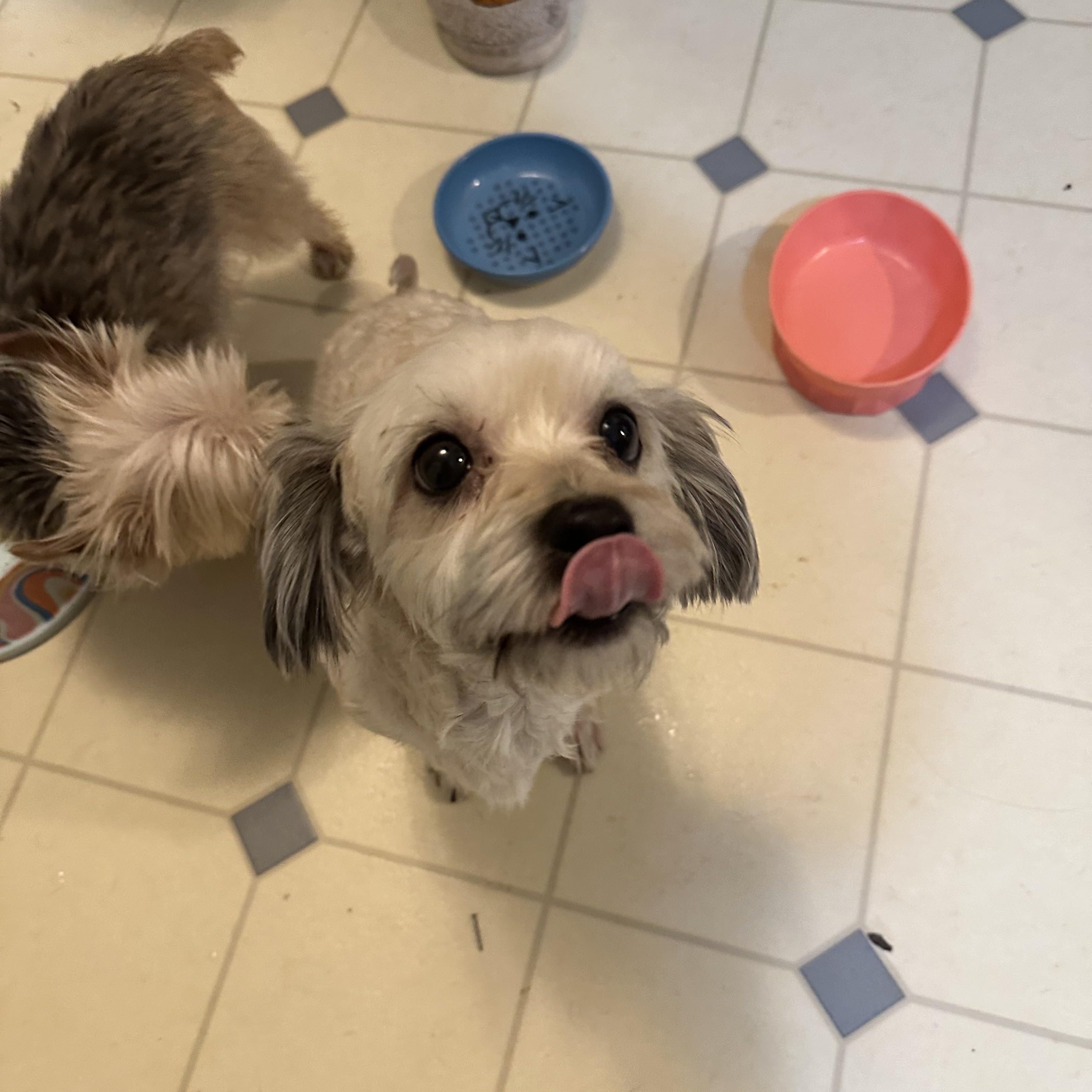 Buddy! Cute Little Best thumbnail 5