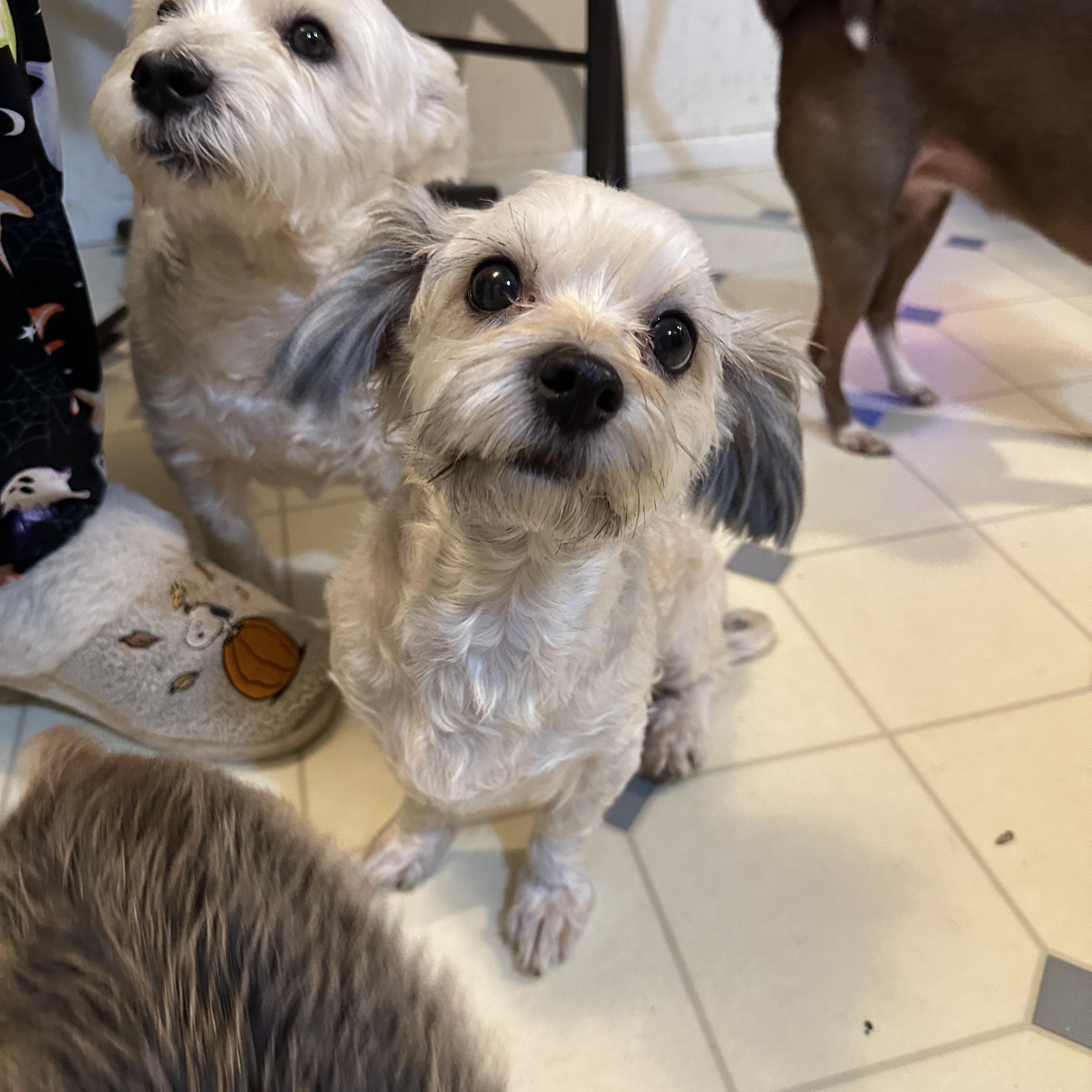 Buddy! Cute Little Best thumbnail 6