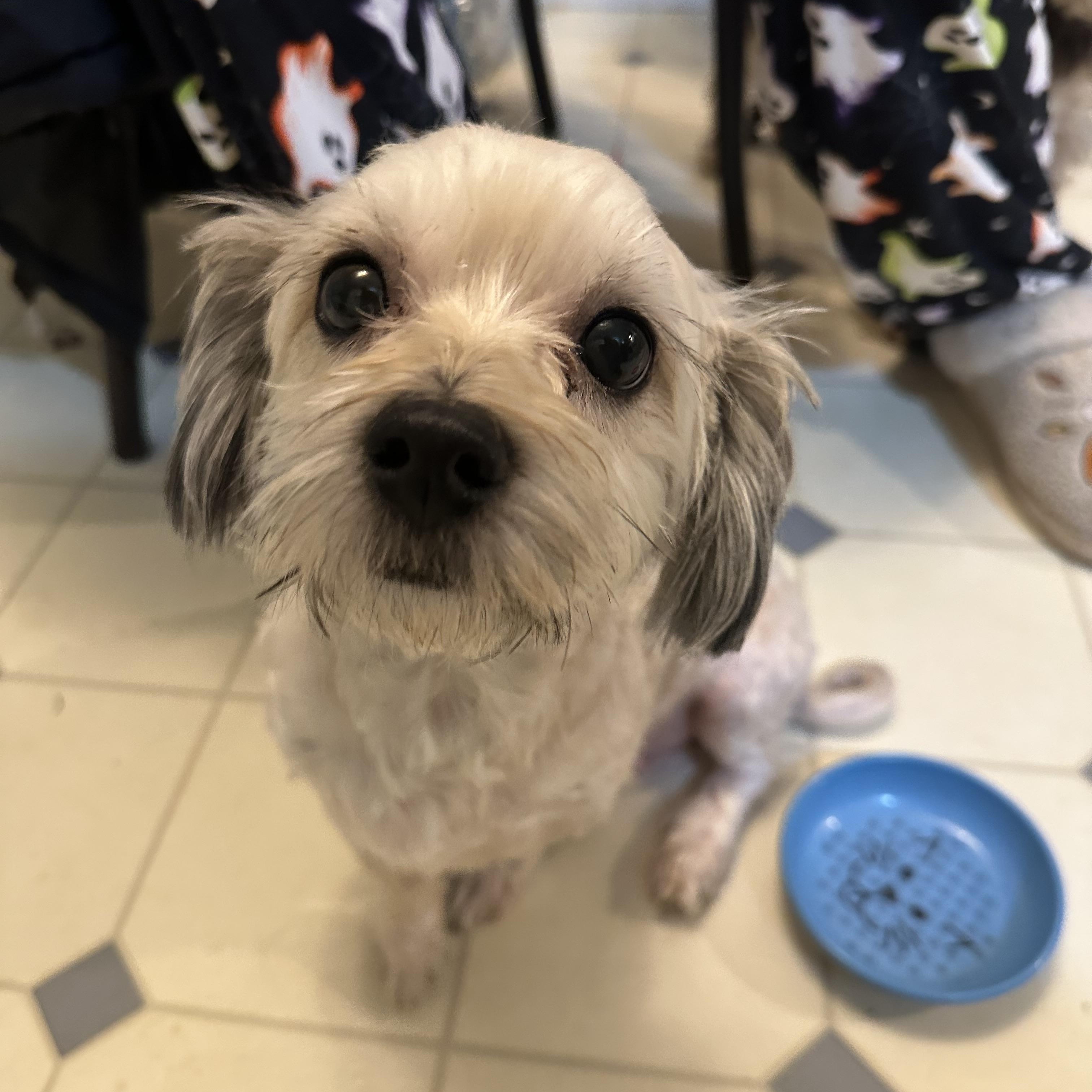 Buddy! Cute Little Best