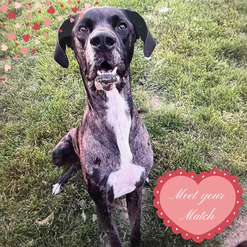 Ralphy, Adoptable, Adult Male Great Dane.