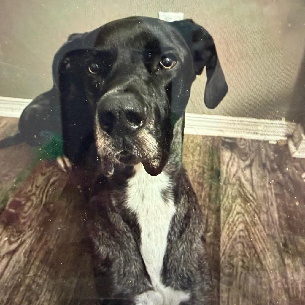 Ralphy, a Adoptable Great Dane in Normal, IL image 2/6