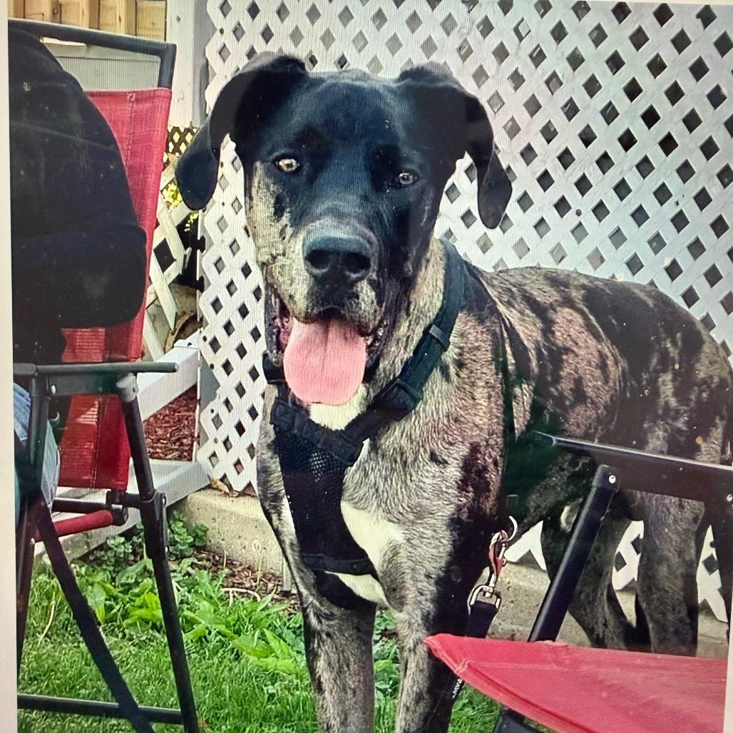 Ralphy, a Adoptable Great Dane in Normal, IL image 3/6