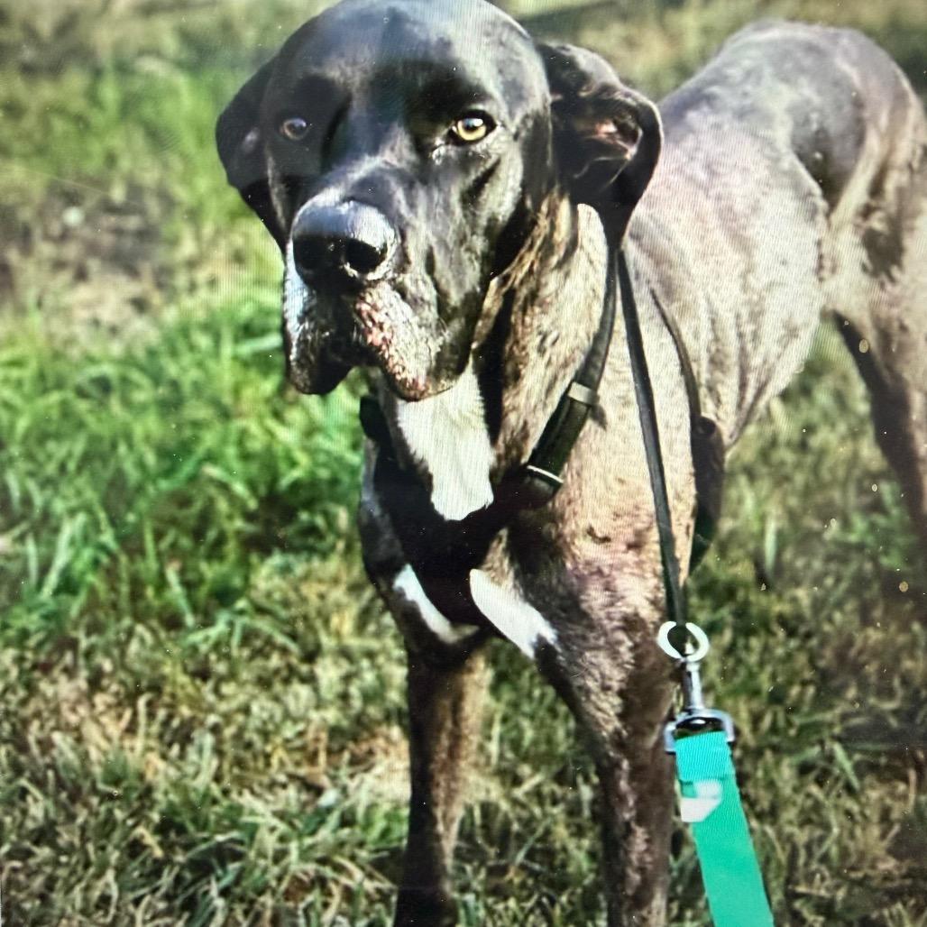 Ralphy, a Adoptable Great Dane in Normal, IL image 6/6