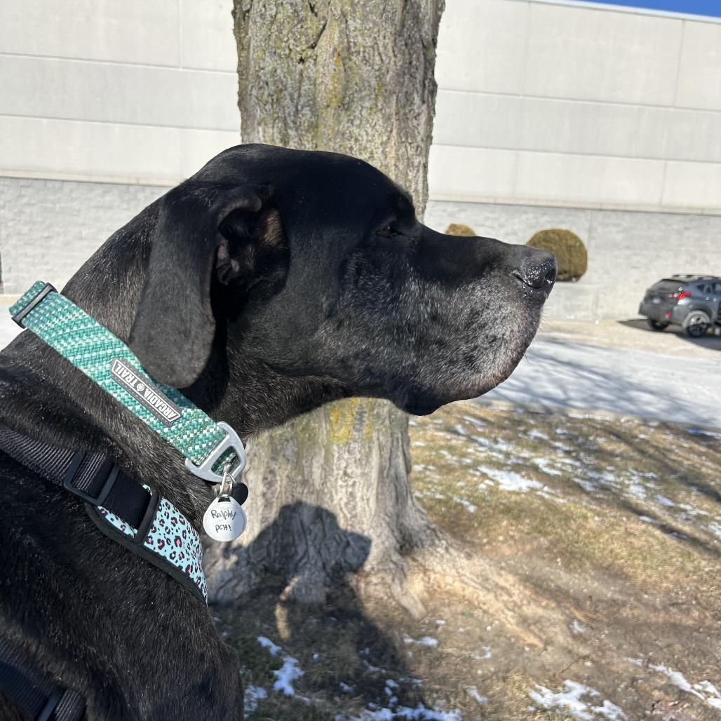 Enlarge Ralphy, a Adoptable Great Dane in Normal, IL image 6/6