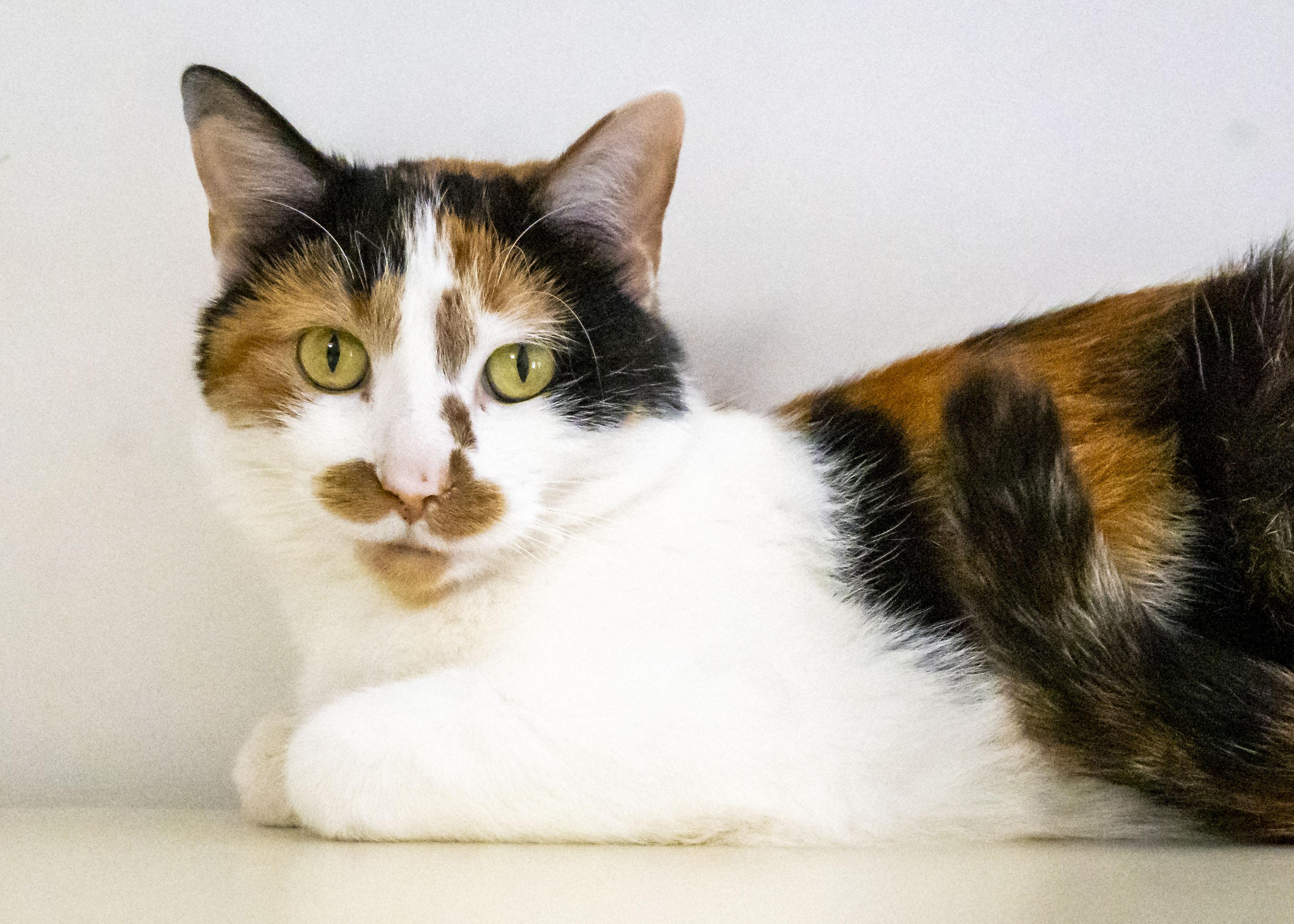 Minnie, ADOPTABLE, Adult Female Domestic Short Hair.