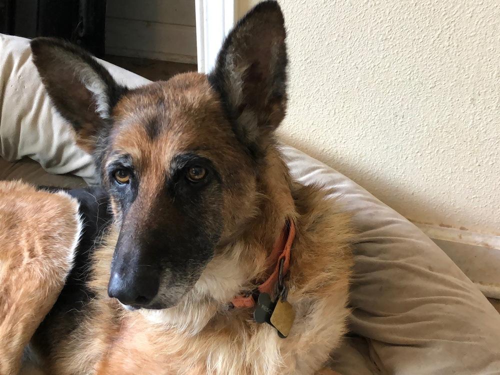 Lucky Penny T, Adoptable, Senior Female German Shepherd Dog.