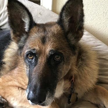 Enlarge Lucky Penny T, a Adoptable German Shepherd Dog in San Juan Bautista, CA image 2/3