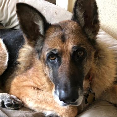 Enlarge Lucky Penny T, a Adoptable German Shepherd Dog in San Juan Bautista, CA image 3/3