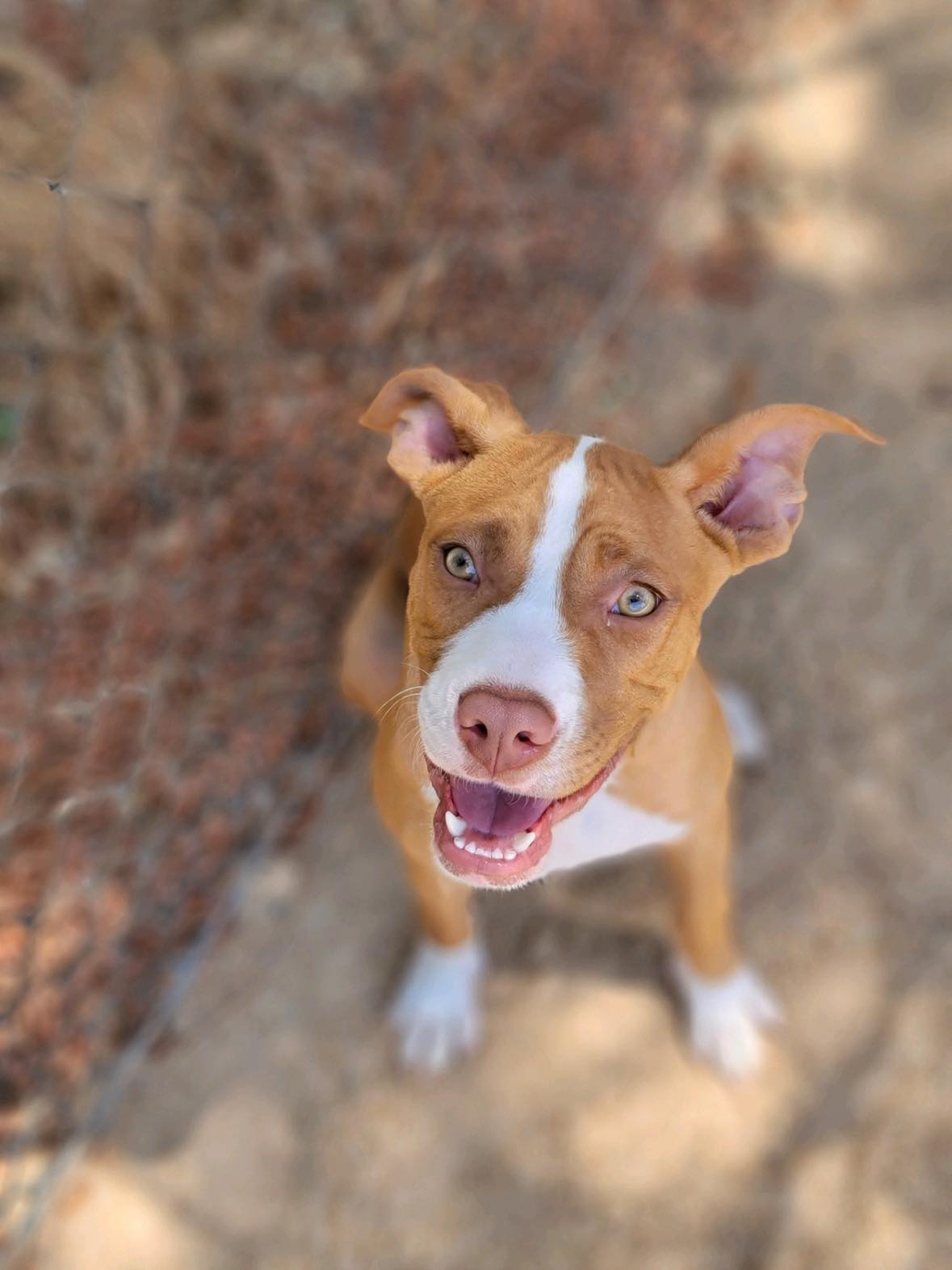Patty, an adoptable Pit Bull Terrier Mix in Bodfish, CA_image-1