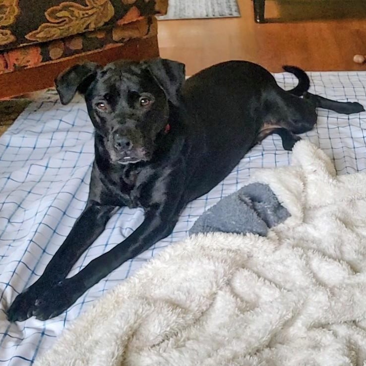 Sky, Adoptable, Adult Female Black Labrador Retriever.