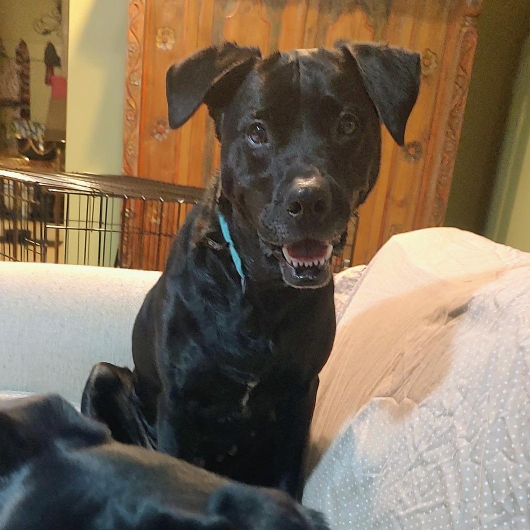 Sky, a Adoptable mixed breed in North Jackson, OH image 3/3