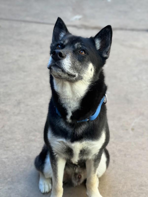 Enzo, Adoptable, Adult Male Shepherd & Shiba Inu.