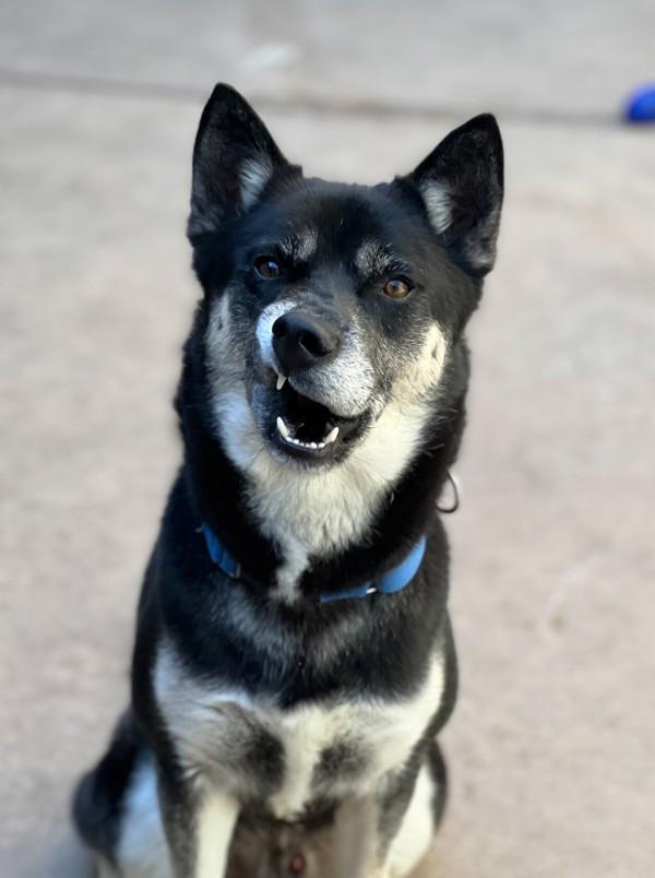 Enlarge Enzo, a Adoptable mixed breed in San Diego, CA image 3/4