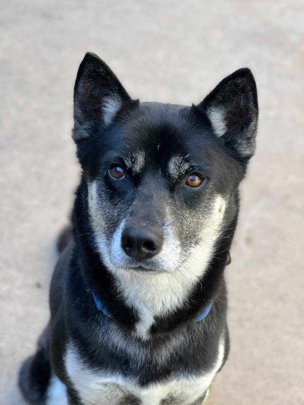 Enlarge Enzo, a Adoptable mixed breed in San Diego, CA image 4/4