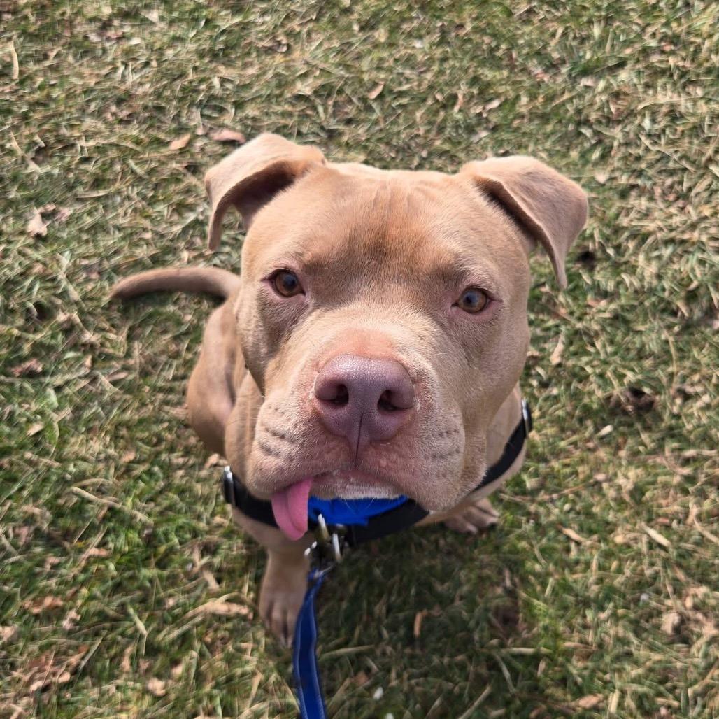 Enlarge Fred, a Adoptable Mixed Breed in Mentor, OH image 3/6