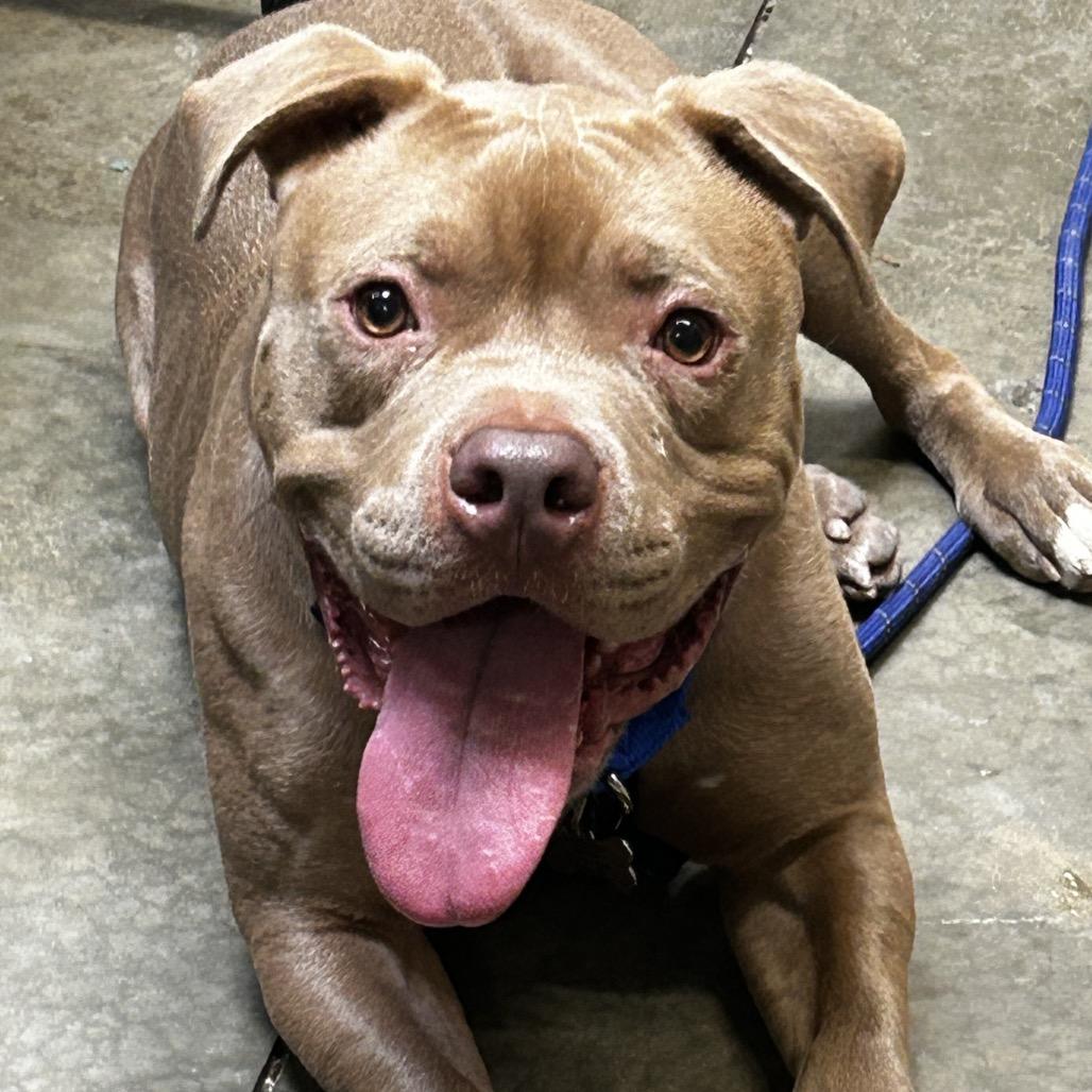 Enlarge Fred, a Adoptable Mixed Breed in Mentor, OH image 4/6