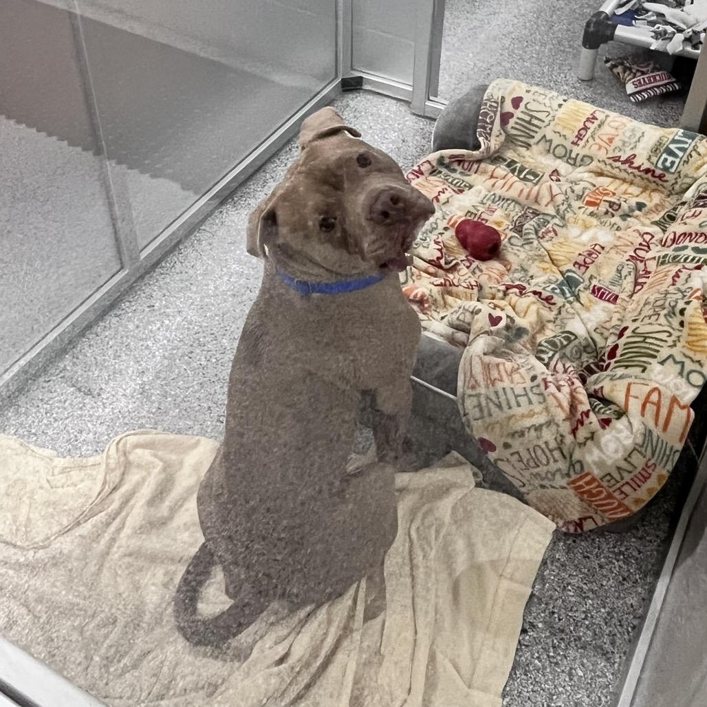 Enlarge Fred, a Adoptable Mixed Breed in Mentor, OH image 5/6