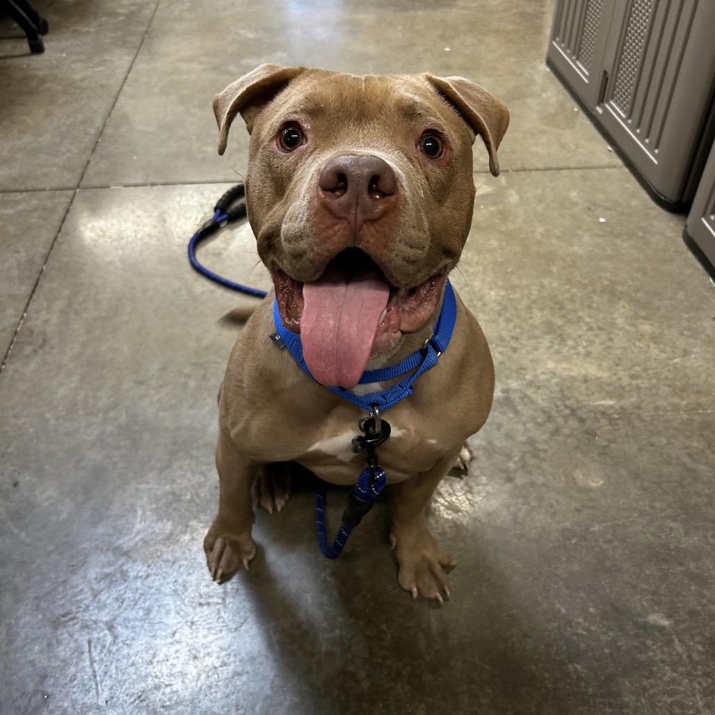 Enlarge Fred, a Adoptable Mixed Breed in Mentor, OH image 6/6